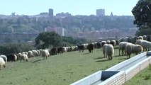 Las ovejas pastan en Madrid