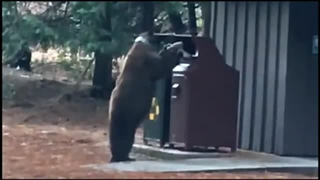 Alerta en el parque de Yosemite por la presencia del oso negro