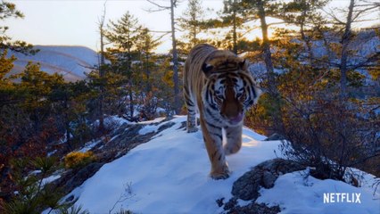 Penélope Cruz pondrá voz al documental 'Nuestro Planeta'