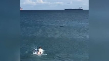 Un surfista rescata a un buitre de morir ahogado en una playa de Cádiz