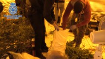 Desarticulado un conocido clan dedicado al cultivo de marihuana