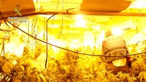 Intervenidas 3.200 plantas de marihuana en 12 viviendas de Vícar