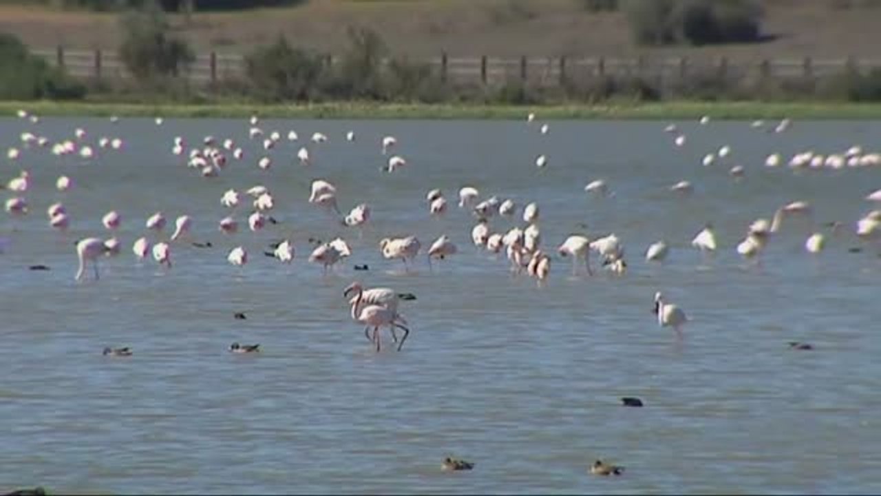 La marisma sevillana de Puebla del Río se tiñe de rosa