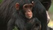 Los chimpancés pierden diversidad cultural por la actividad humana
