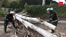 Bomberos retiran un árbol caído en Pozuelo de Alarcón (Madrid)
