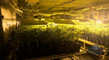Desmantelan en Zizurkil (Gipuzkoa) una gran plantación de marihuana