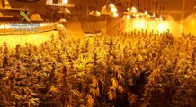 Guardia Civil desmantela plantación de marihuana en Córdoba