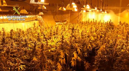 Tải video: Guardia Civil desmantela plantación de marihuana en Córdoba