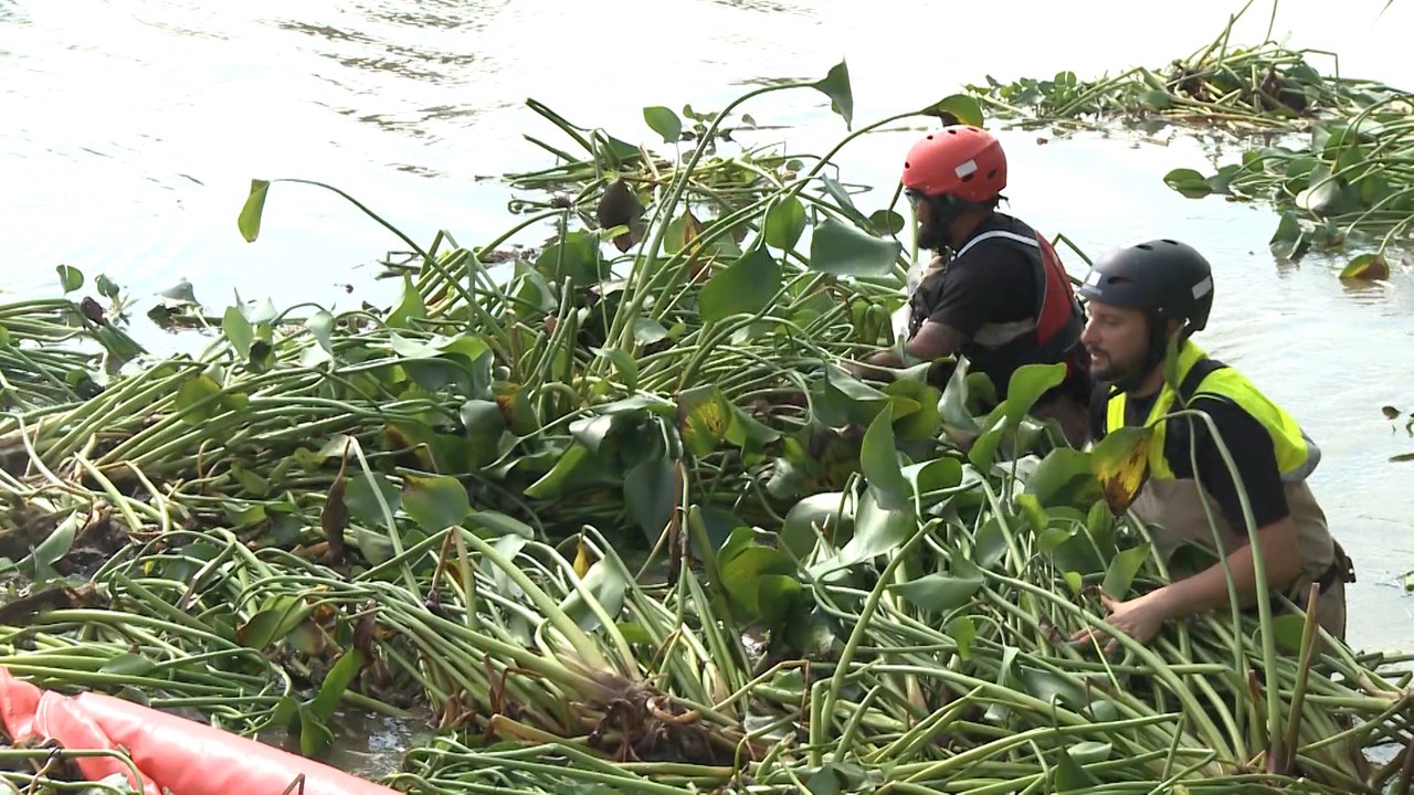 UME comienza las labores de retirada del Camalote