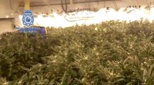 Seis detenidos de un grupo criminal que exportaba marihuana cultivada en España a Europa