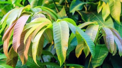 আমপাতা থেকে তৈরি ওয়াইন খেয়ে কিভাবে সুস্থ থাকবেন