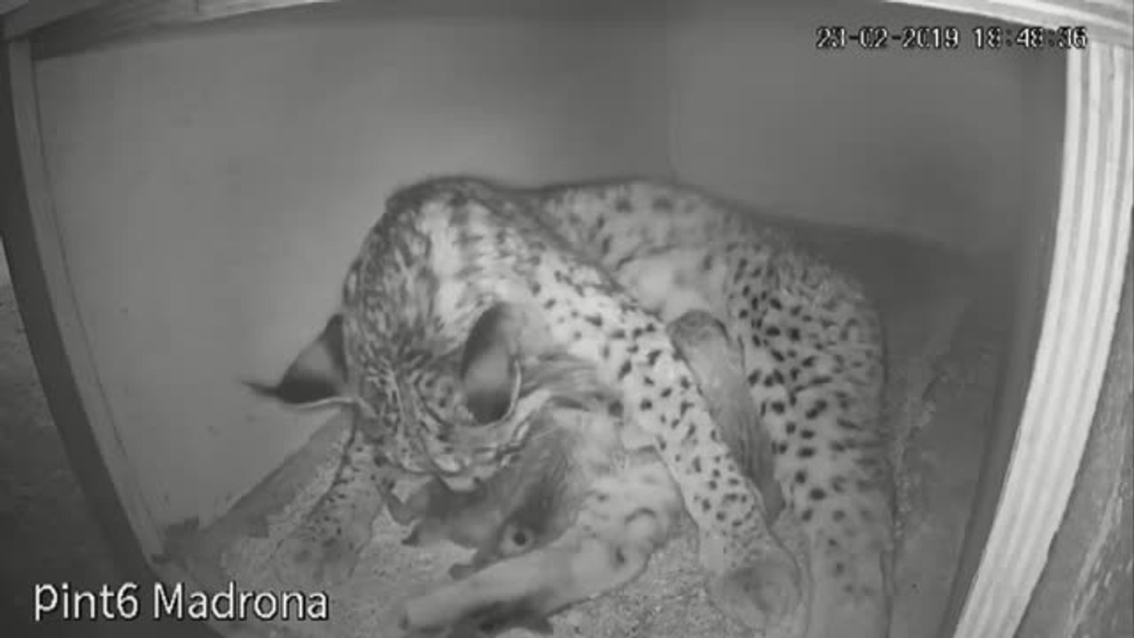 Nacen en España los tres primeros linces ibéricos del año