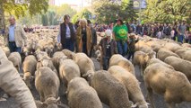 Más de 1.500 ovejas y 100 cabras recorren Madrid