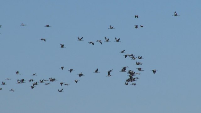 Grullas pasan el invierno en España