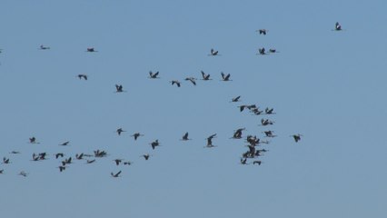 Grullas pasan el invierno en España