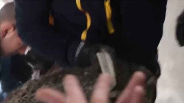 Rescate 'in extremis' de dos cachorros sepultados tras un bombardeo en Siria