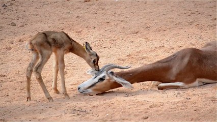 Nace una gacela en el BIOPARC de Valencia