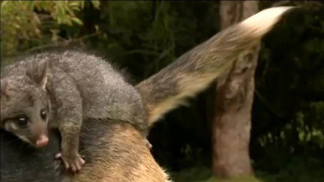 Una perrita que fue abandonada hace unos meses encuentra en una zarigüella a su mejor amiga