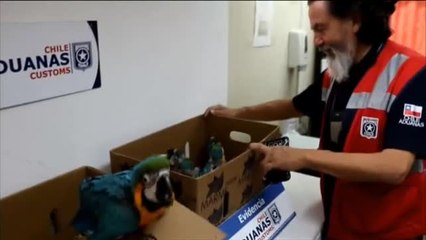 Detiene a un contrabandista que llevaba a 59 guacamayos hacinados en su vehículo