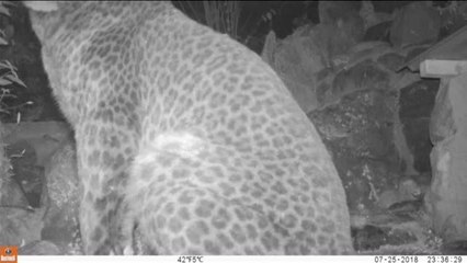 Encuentran tras más de cien años a un leopardo negro en África