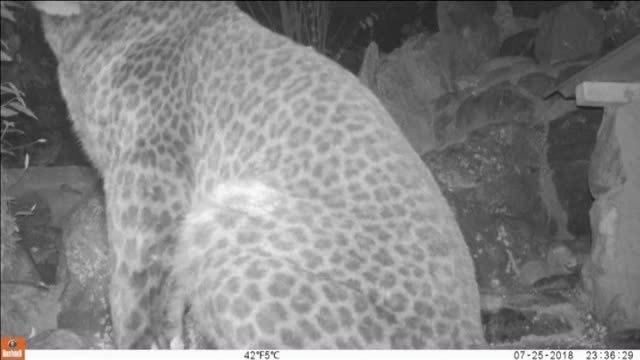 Encuentran tras más de cien años a un leopardo negro en África