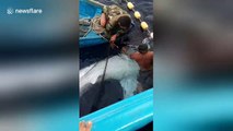Indonesian fishermen rescue and release whale shark that was entangled in their net