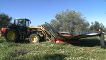 Se reduce un 18% las aceitunas robadas en Extremadura