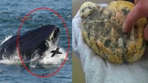 Whale की Vomit बेचने आए दो शख्स Mumbai में गिरफ्तार, 1.7 Crore है जब्त उल्टी की कीमत |वनइंडिया हिंदी