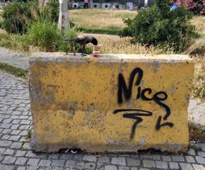 Karganın çorba ziyafeti kamerada