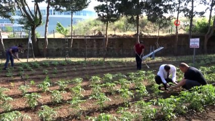 Yerli üretim için ata tohumları fide oldu, toprakla buluştu