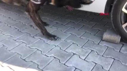 VAN'DA PARK HALİNDEKİ OTOMOBİLDE 103 KİLO EROİN ELE GEÇİRİLDİ