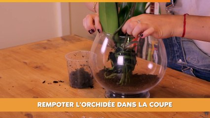 127847-Fabriquer un terrarium