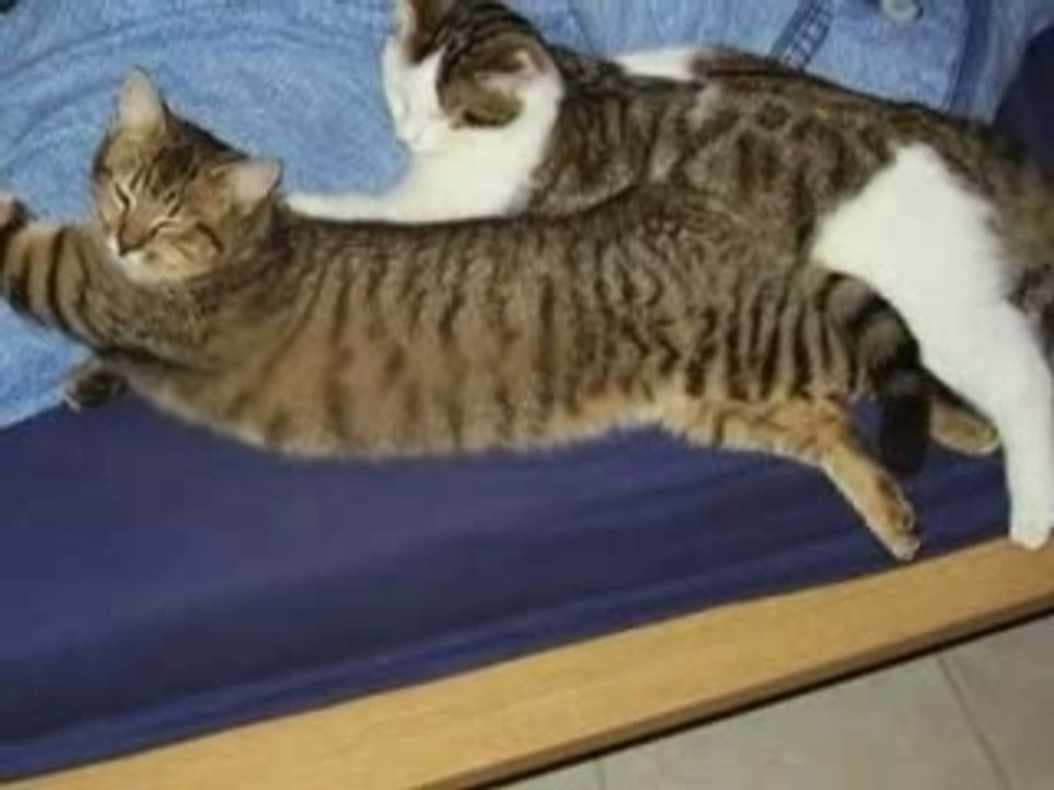les chats de mon frère et sa copine