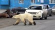 40 yıl sonra bir ilk! Yolunu kaybeden aç ve bitkin kutup ayısı şehre indi