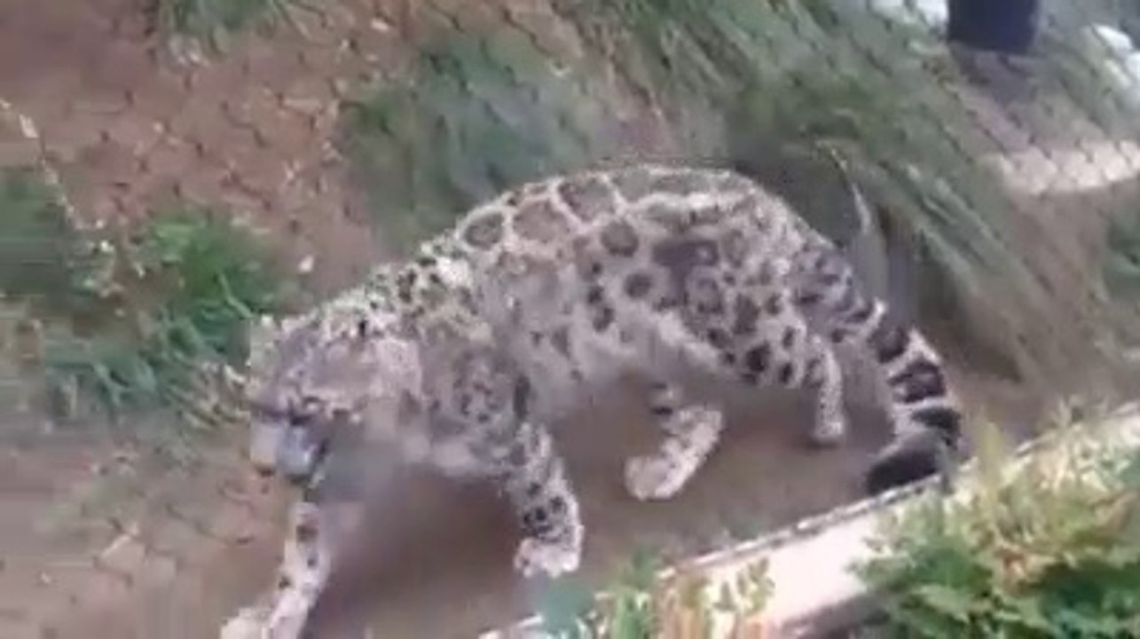 Funny tiger playing with ball