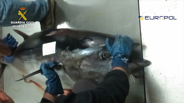 La Guardia Civil desmantela una red de venta ilegal de atún rojo