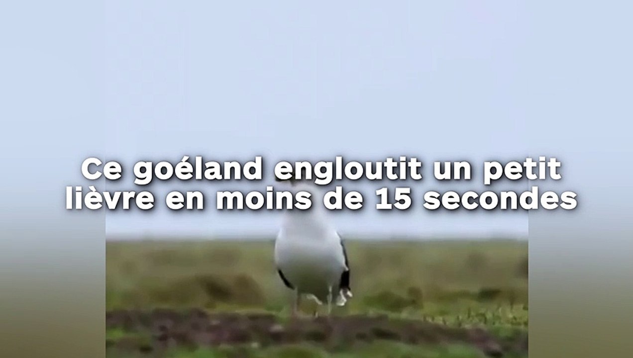Ce goéland engloutit un petit lièvre en moins de 15 secondes !