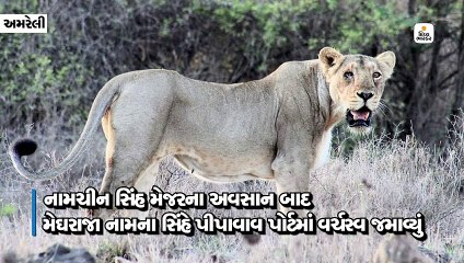 નામચીન ત્રણ સિંહો વચ્ચે મેજરના અવસાન બાદ મેઘરાજા નામના સિંહે પીપાવાવ પોર્ટમાં વર્ચસ્વ જમાવ્યું