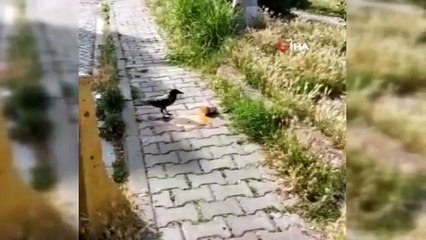 Karganın çorba ziyafeti kamerada