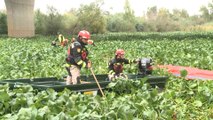 Comienzan los trabajos para eliminar el camalote del río Guadiana