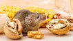 ¿Son buenos frutos secos para los roedores?