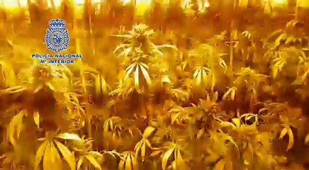 Desmantelan plantación de cannabis en Jerez de la Frontera