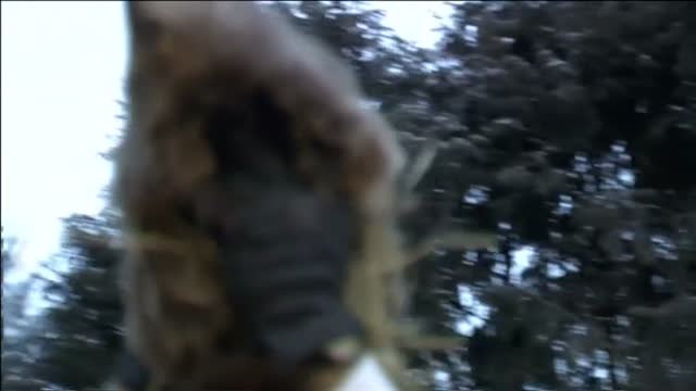 La marmota Phil predice que este año la primavera llegará pronto