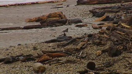 El temporal sepulta una playa con troncos en Ribadesella