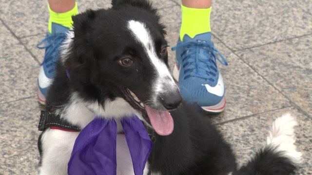 Miles de personas corren en Perrotón contra el abandono animal
