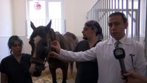 Hasta ve yaralı atları yaşama döndüren merkez - SAMSUN