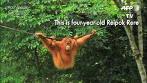 Indonesia pet orangutans released back into the wild