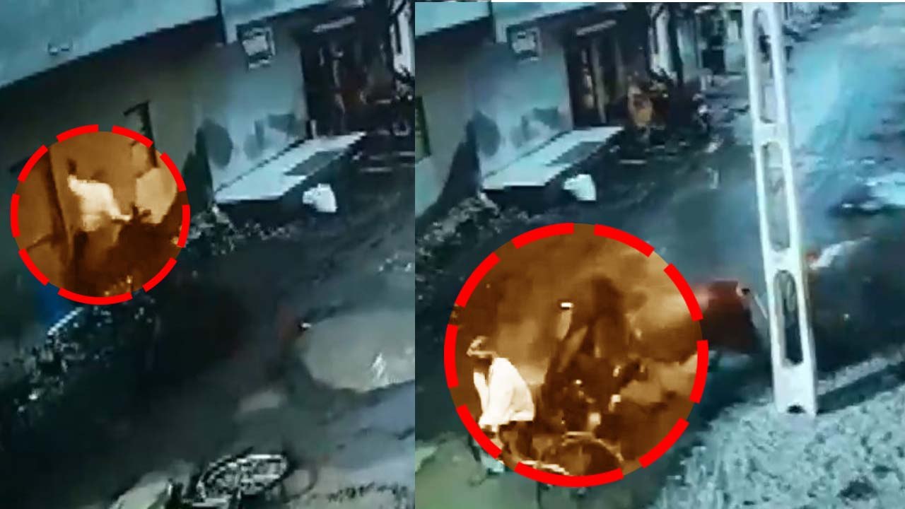 Gujarat man-animal conflict: Bull goes on rampage, injures two men near Rajkot  | Oneindia News