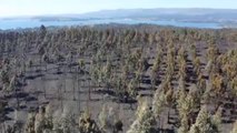 Así han quedado las 850 hectáreas arrasadas por el fuego en Rianxo