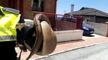 Policía Local de Málaga captura en cinco días tres serpientes de gran tamaño